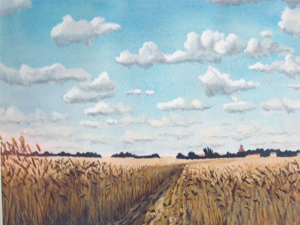 Kornfeld im Juli