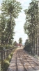 Weg am Waldrand